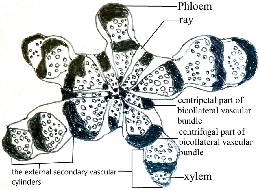 Fig. 5