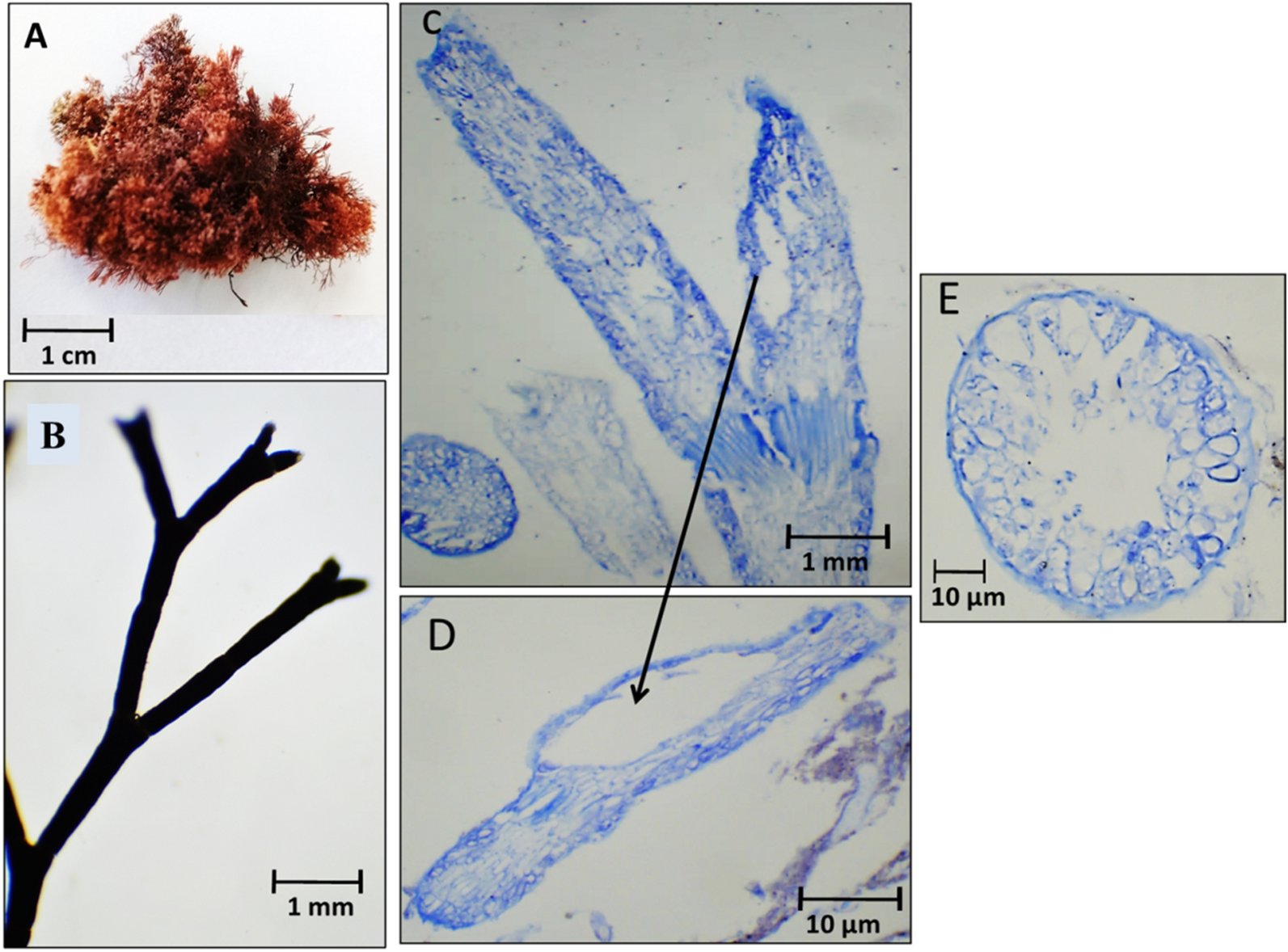 Fig. 8