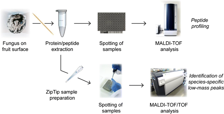 Fig. 3