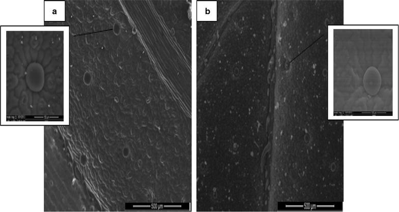 Fig. 7