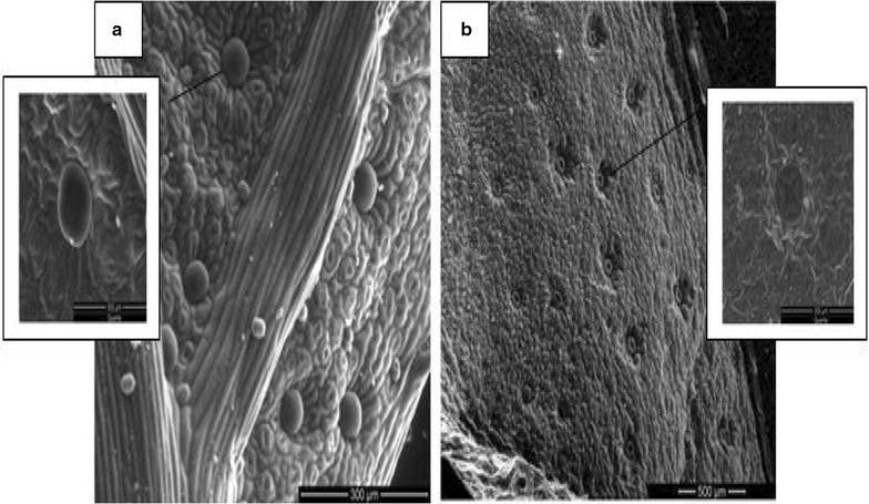 Fig. 8