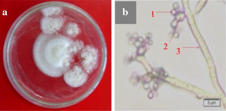 Fig. 2