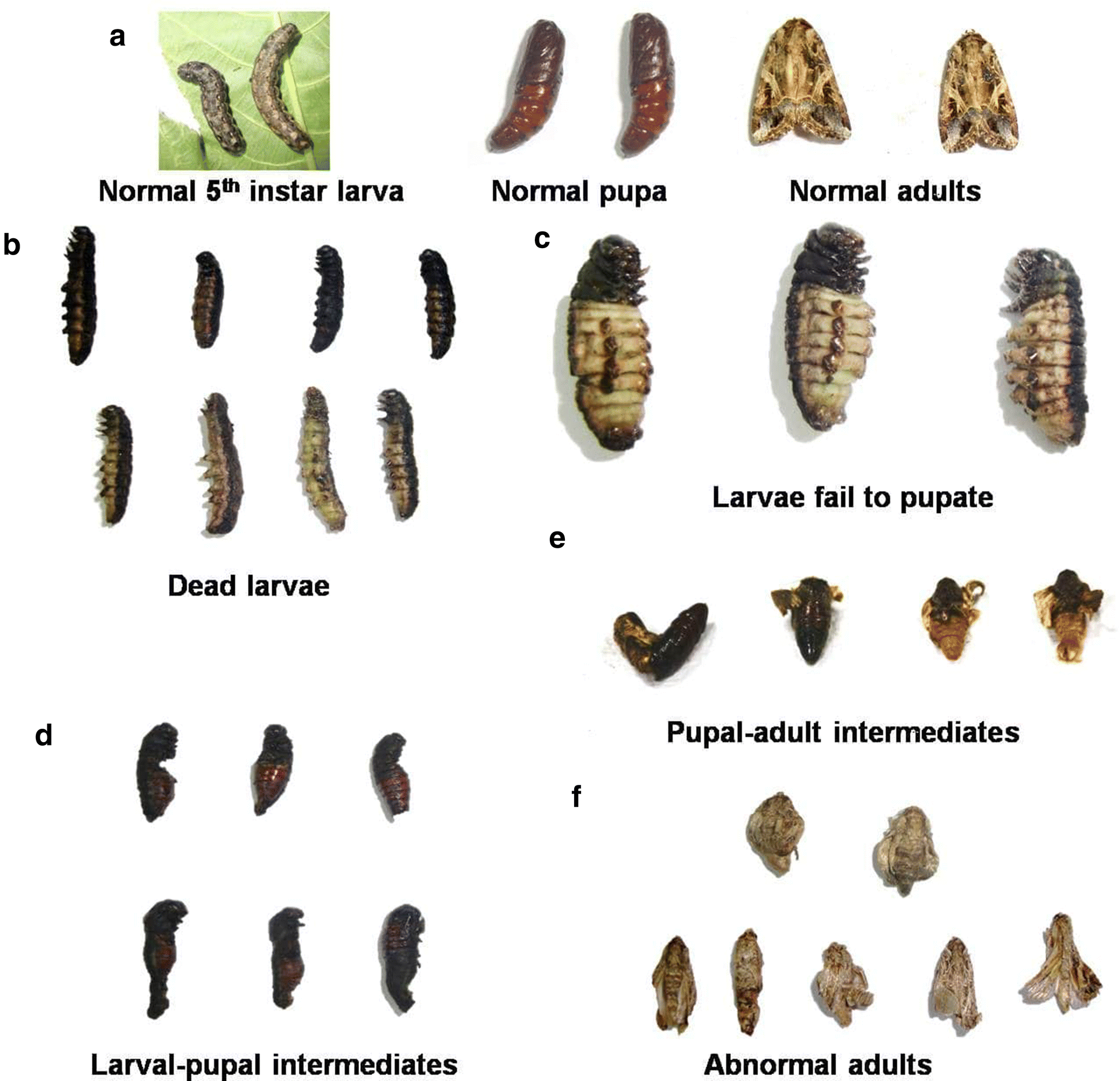 Fig. 2