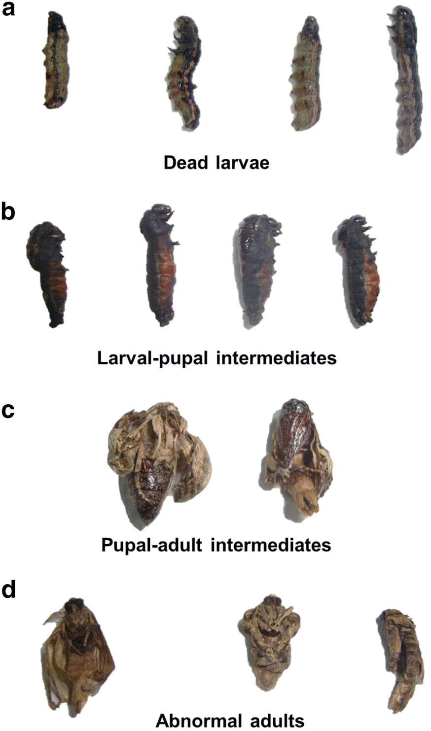 Fig. 4