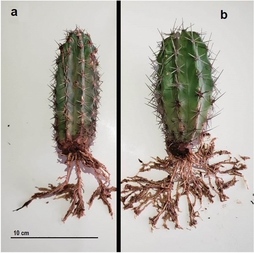 Fig. 7