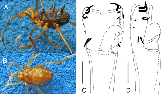 Figure 15