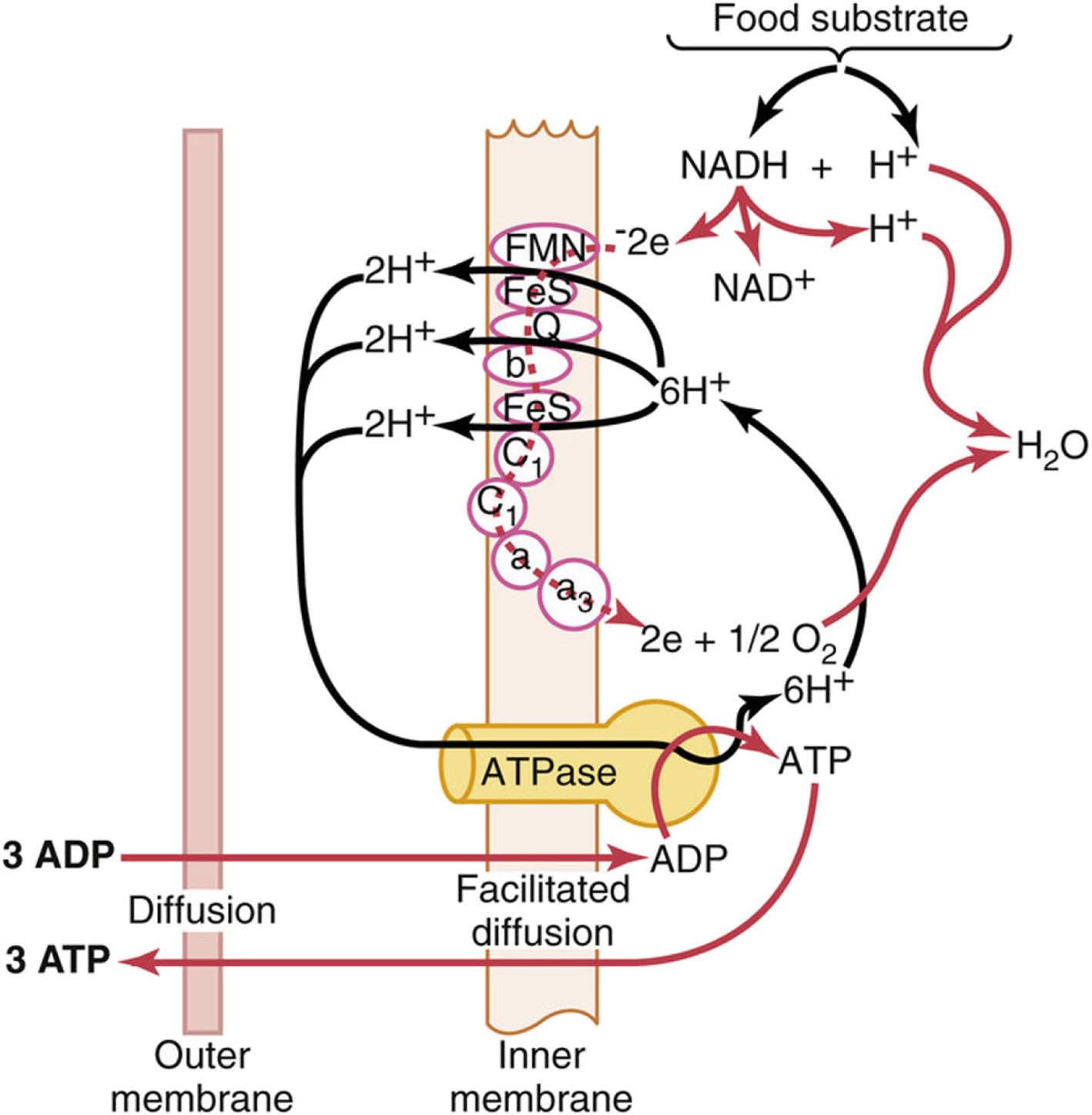 Fig. 1