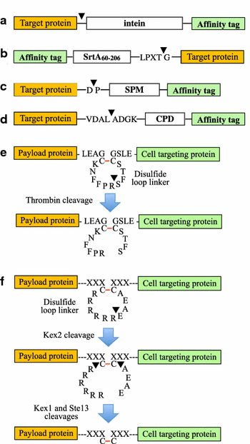 Fig. 26