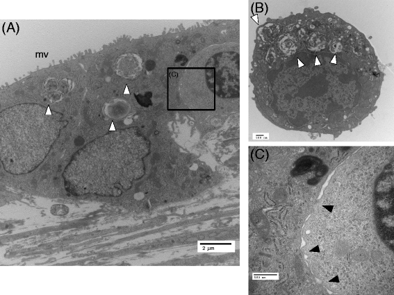 Fig. 7