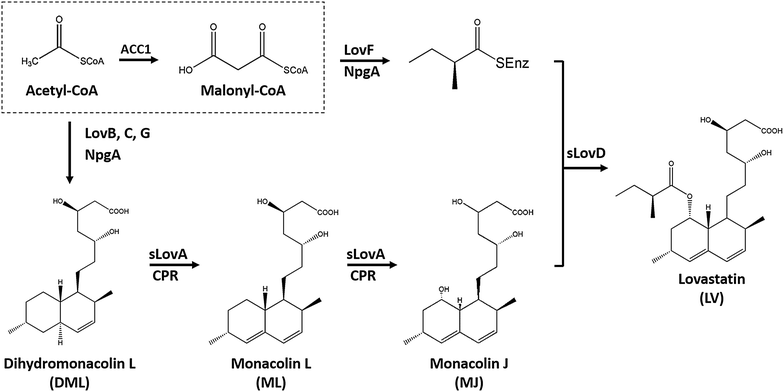 Fig. 1