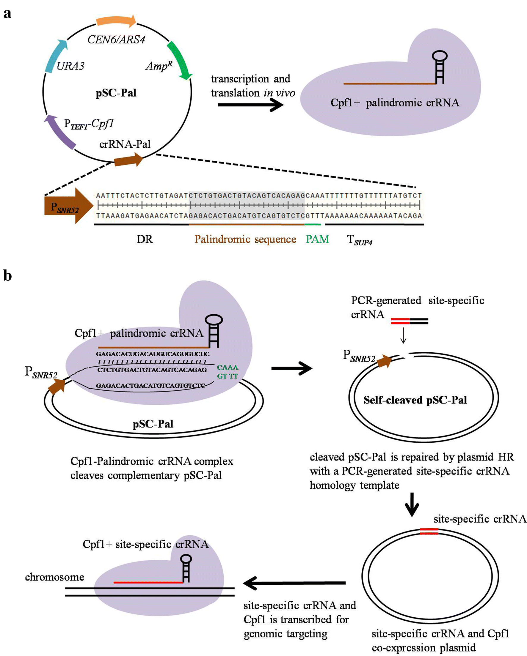 Fig. 1