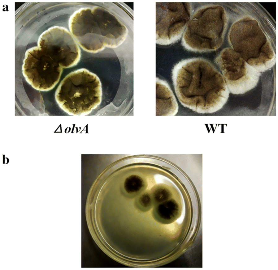 Fig. 4