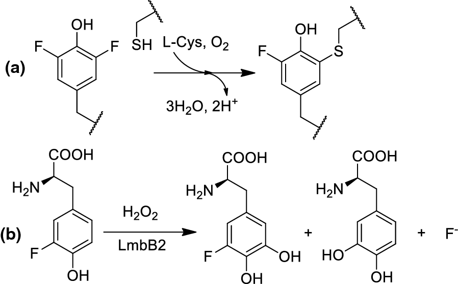 Scheme 5