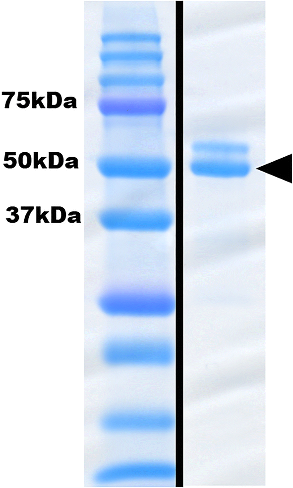 Fig. 1