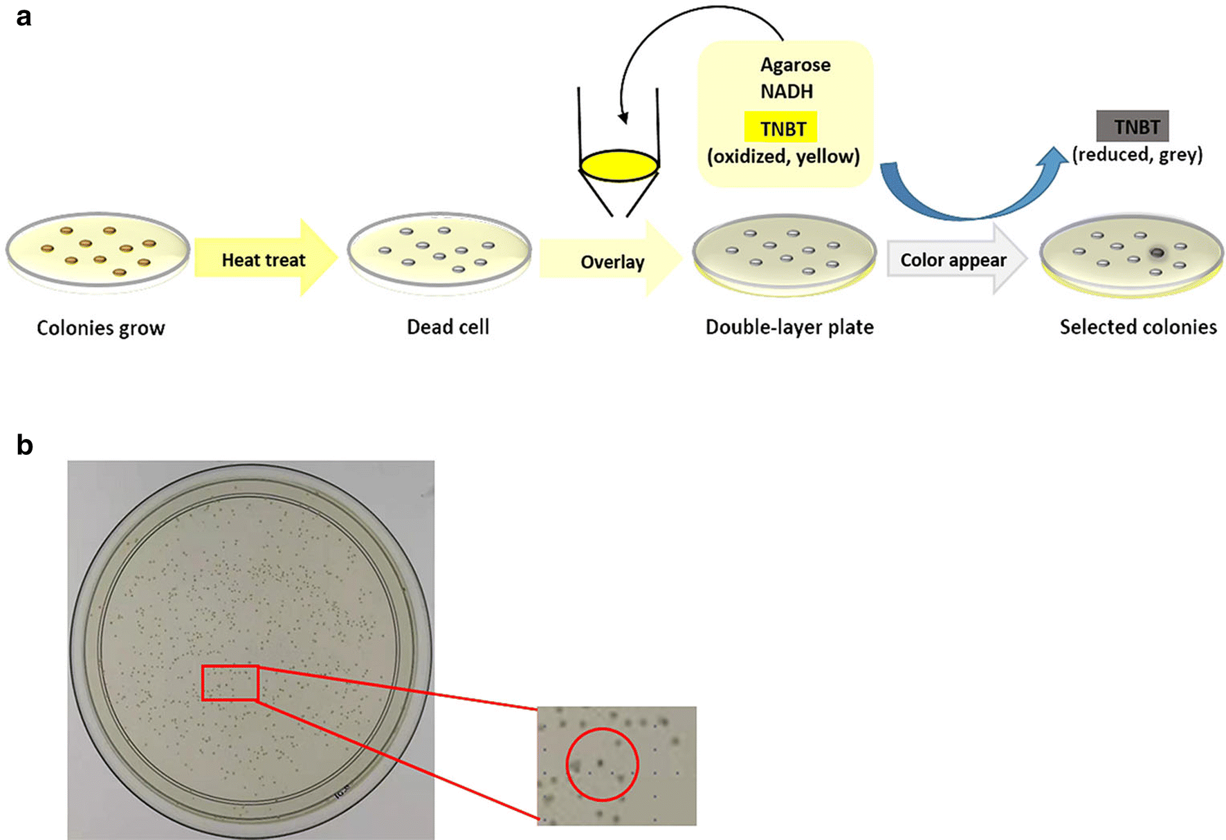 Fig. 1