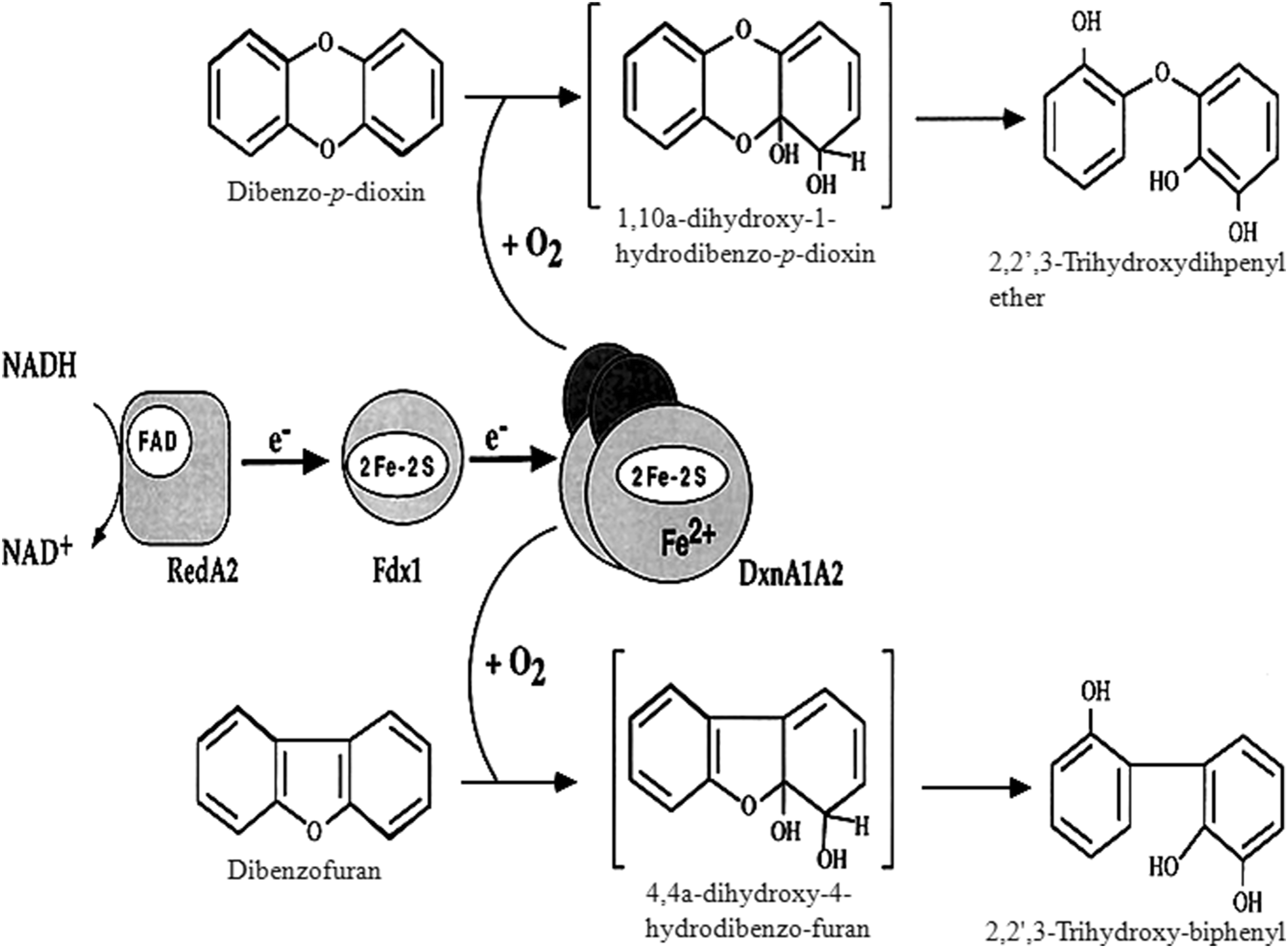 Fig. 4