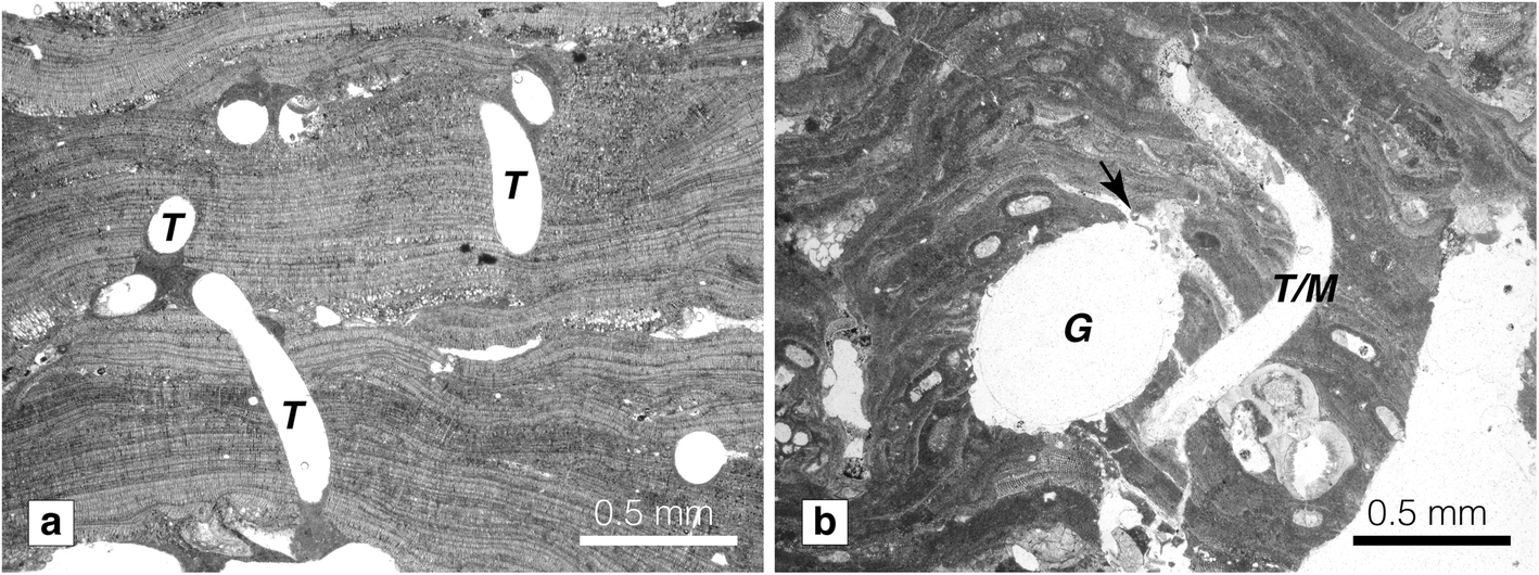 Fig. 10