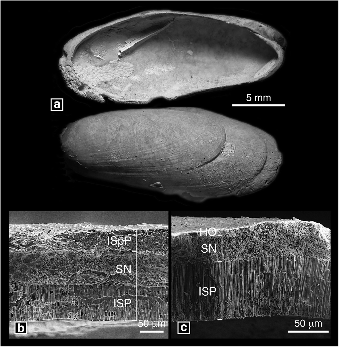 Fig. 9