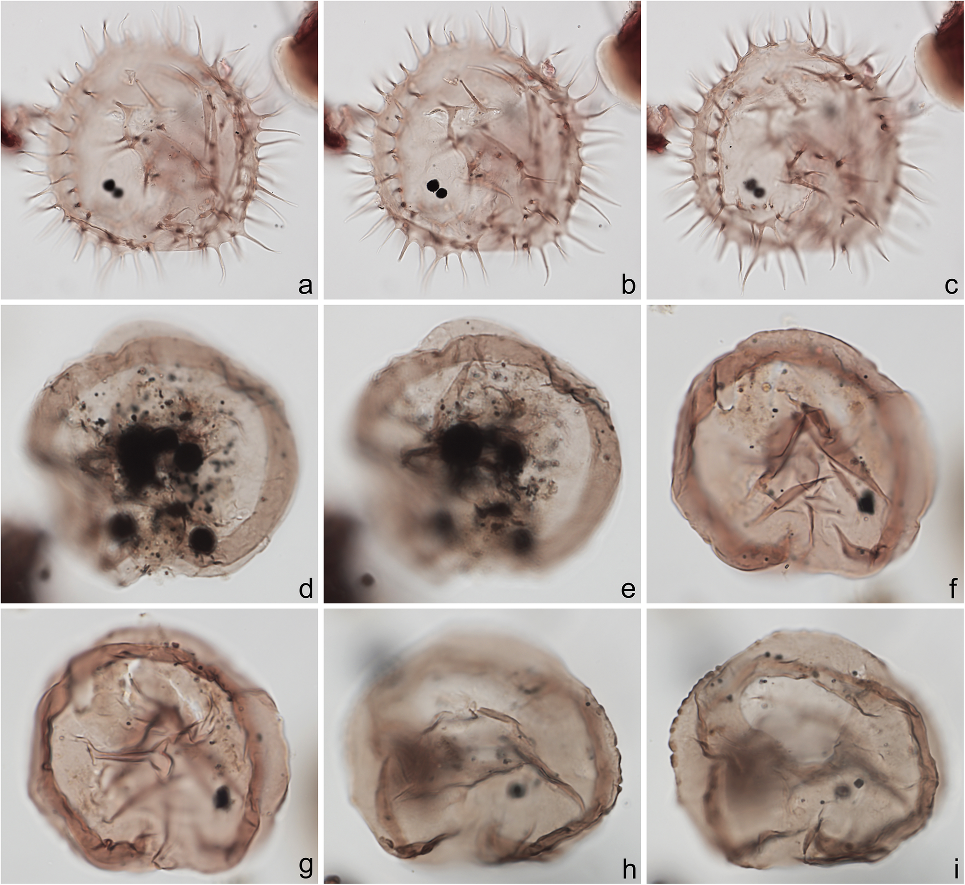 Fig. 11