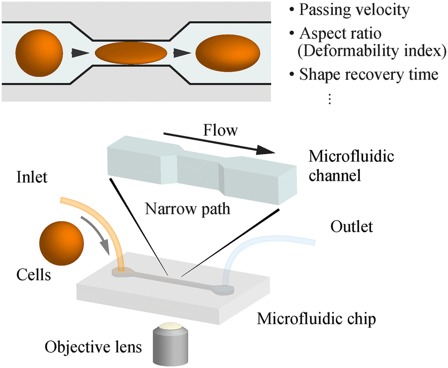 Fig. 2