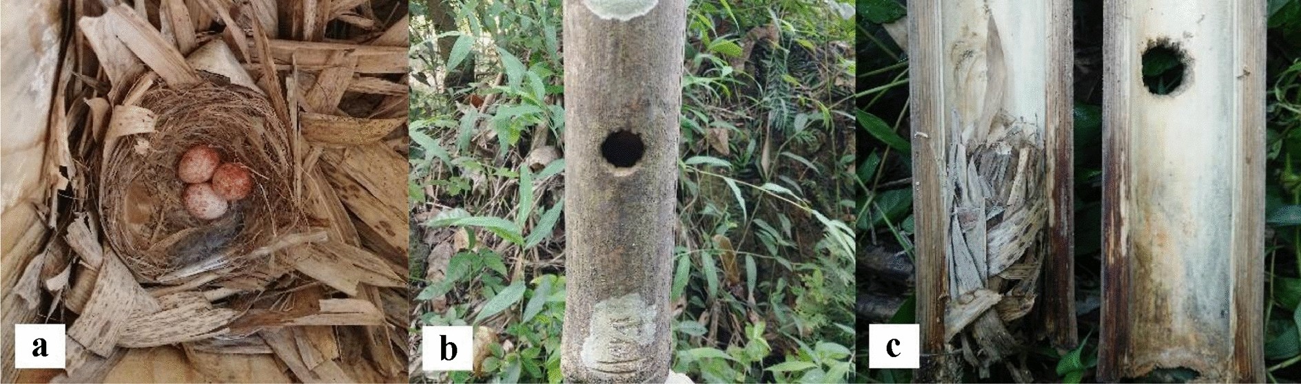 Fig. 1
