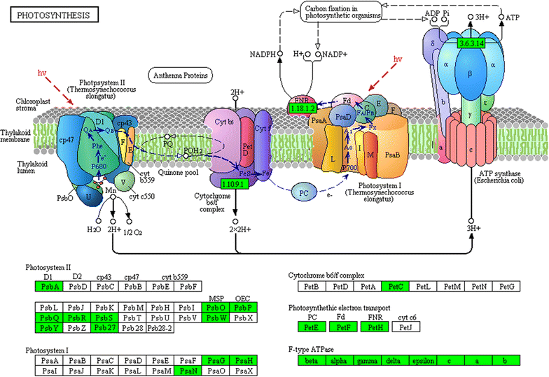 Fig. 4