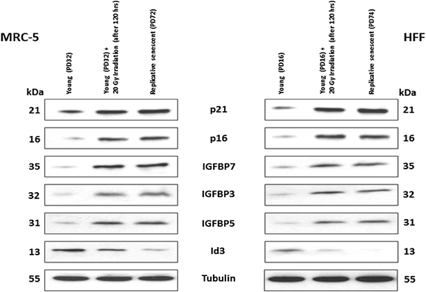 Fig. 4