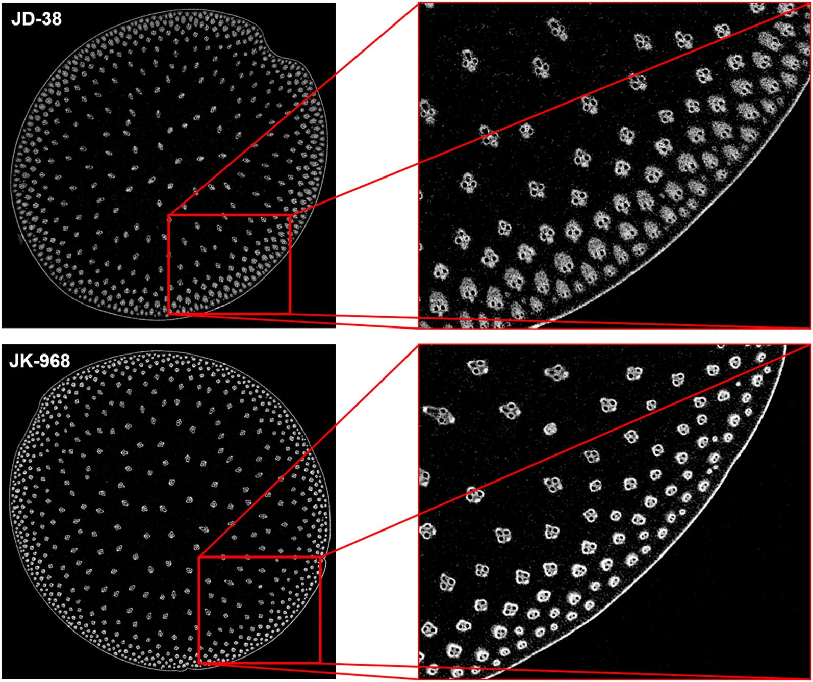 Fig. 5