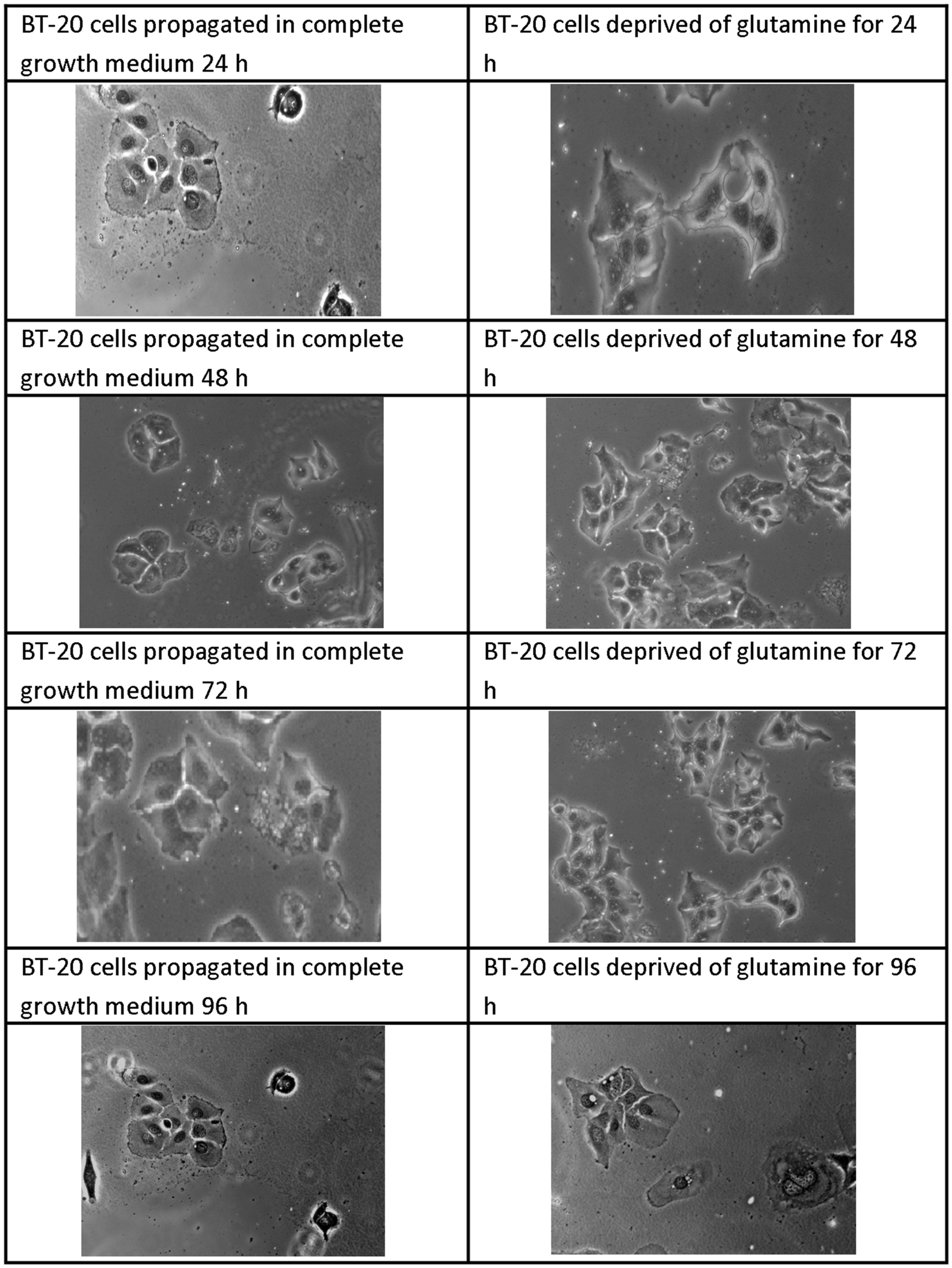 Fig. 5