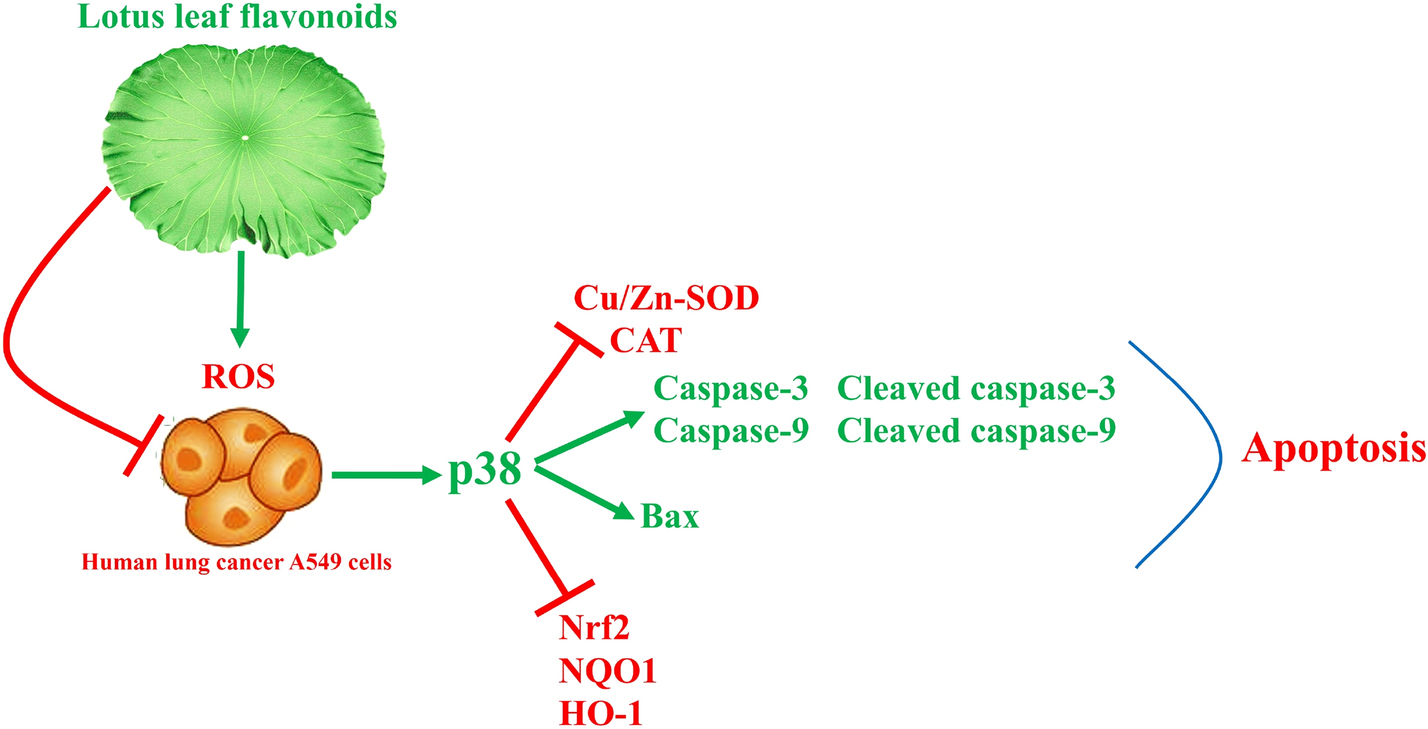 Fig. 11