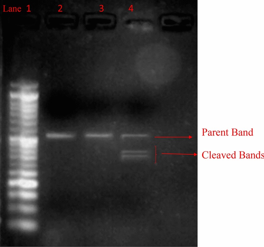 Fig. 5