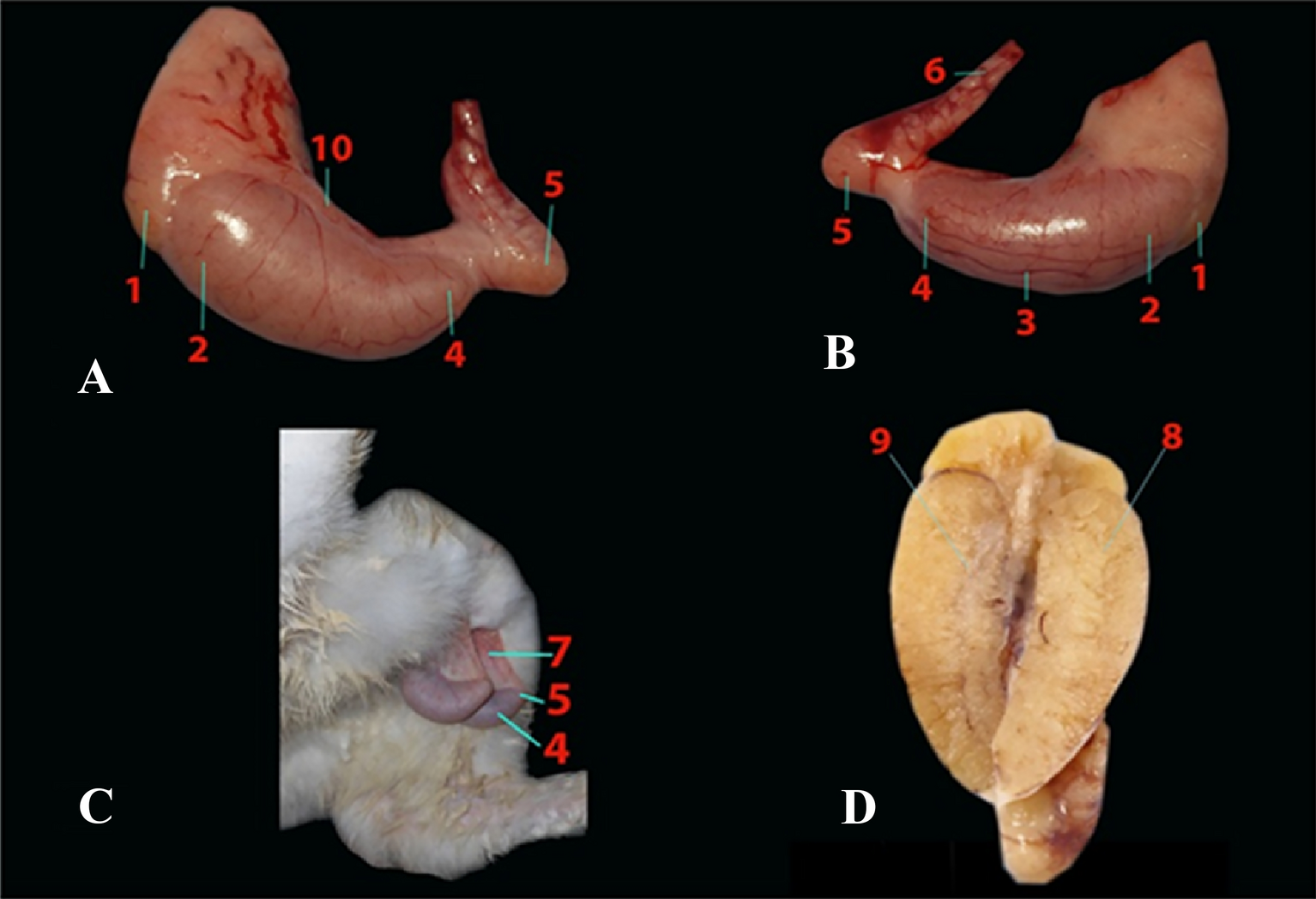 Fig. 6