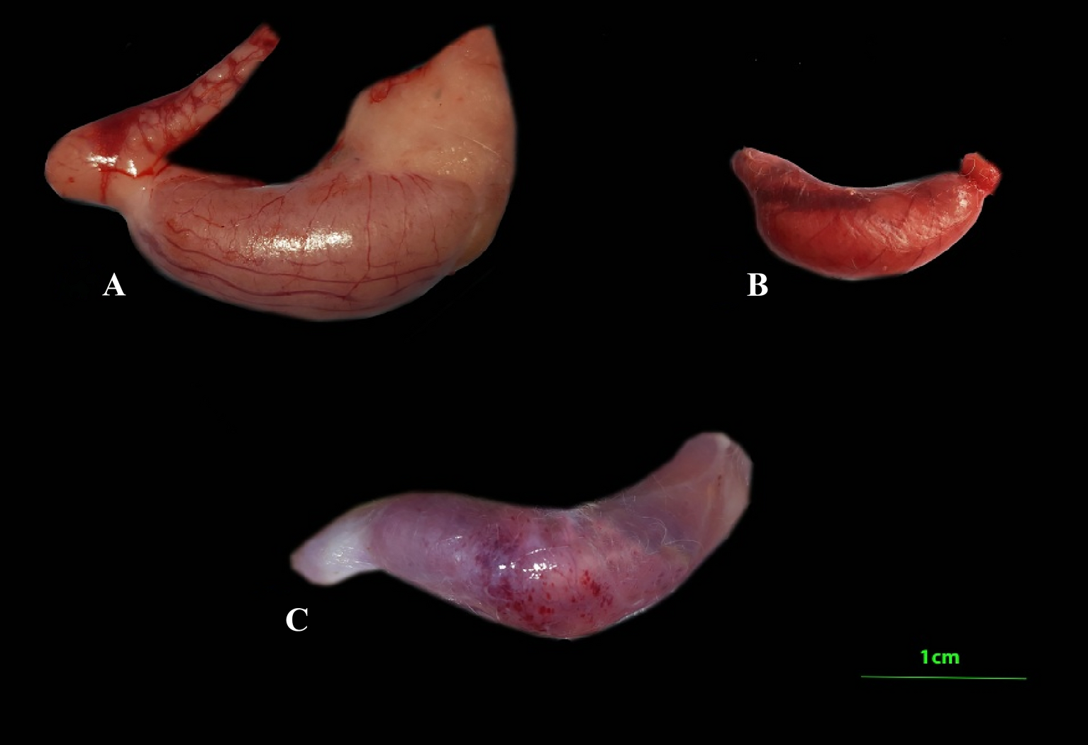 Fig. 7