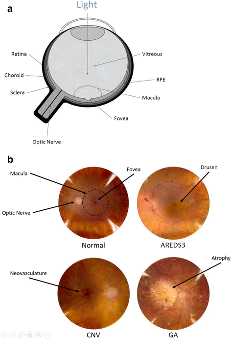 Fig. 1