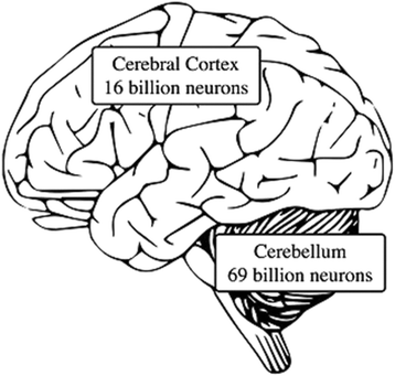 The Collaborative Roles Of Cerebellum And Cerebral Cortex In Socialization Toward Norms Culture