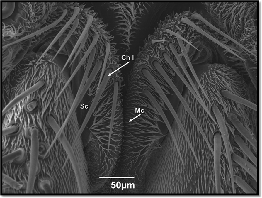 Fig. 8