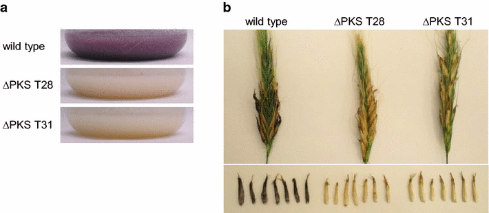 Fig. 11