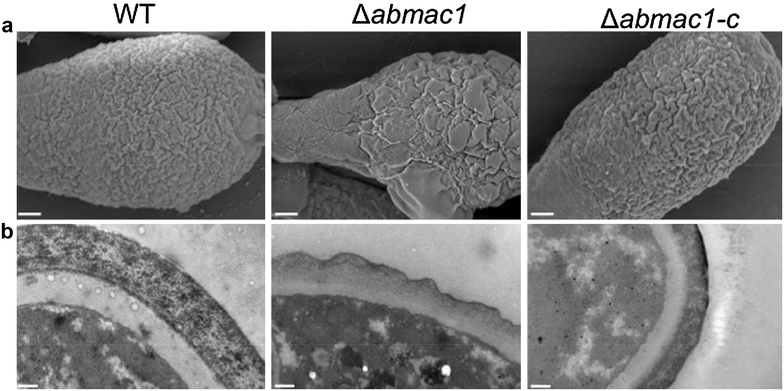 Fig. 6