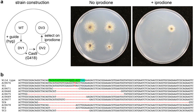 Fig. 4