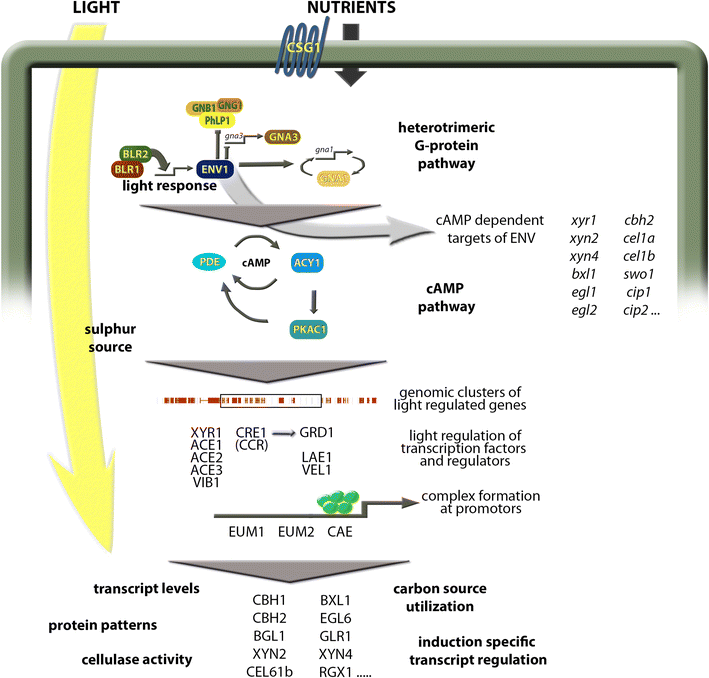 Fig. 1