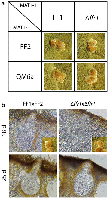 Fig. 4