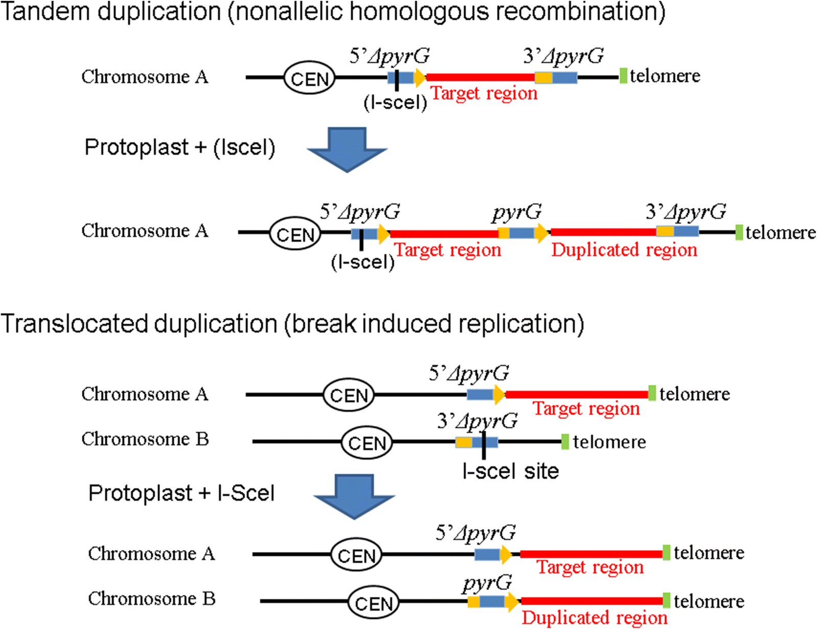 Fig. 1