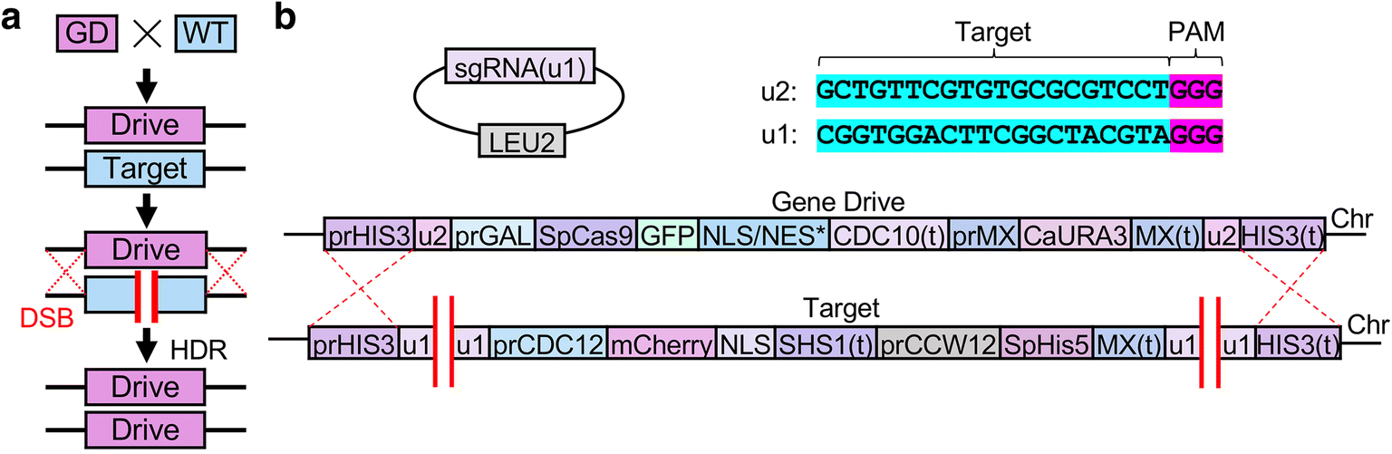 Fig. 1