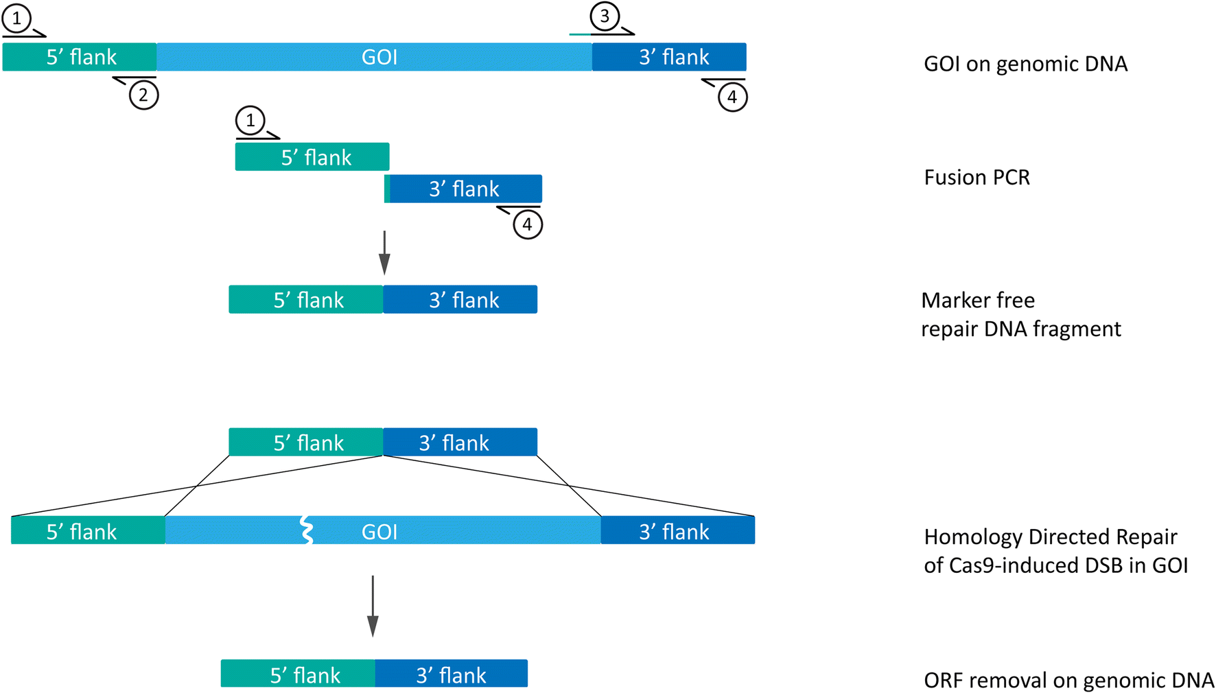 DNA Flanking Region - an overview