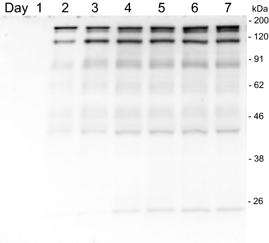 Fig. 6