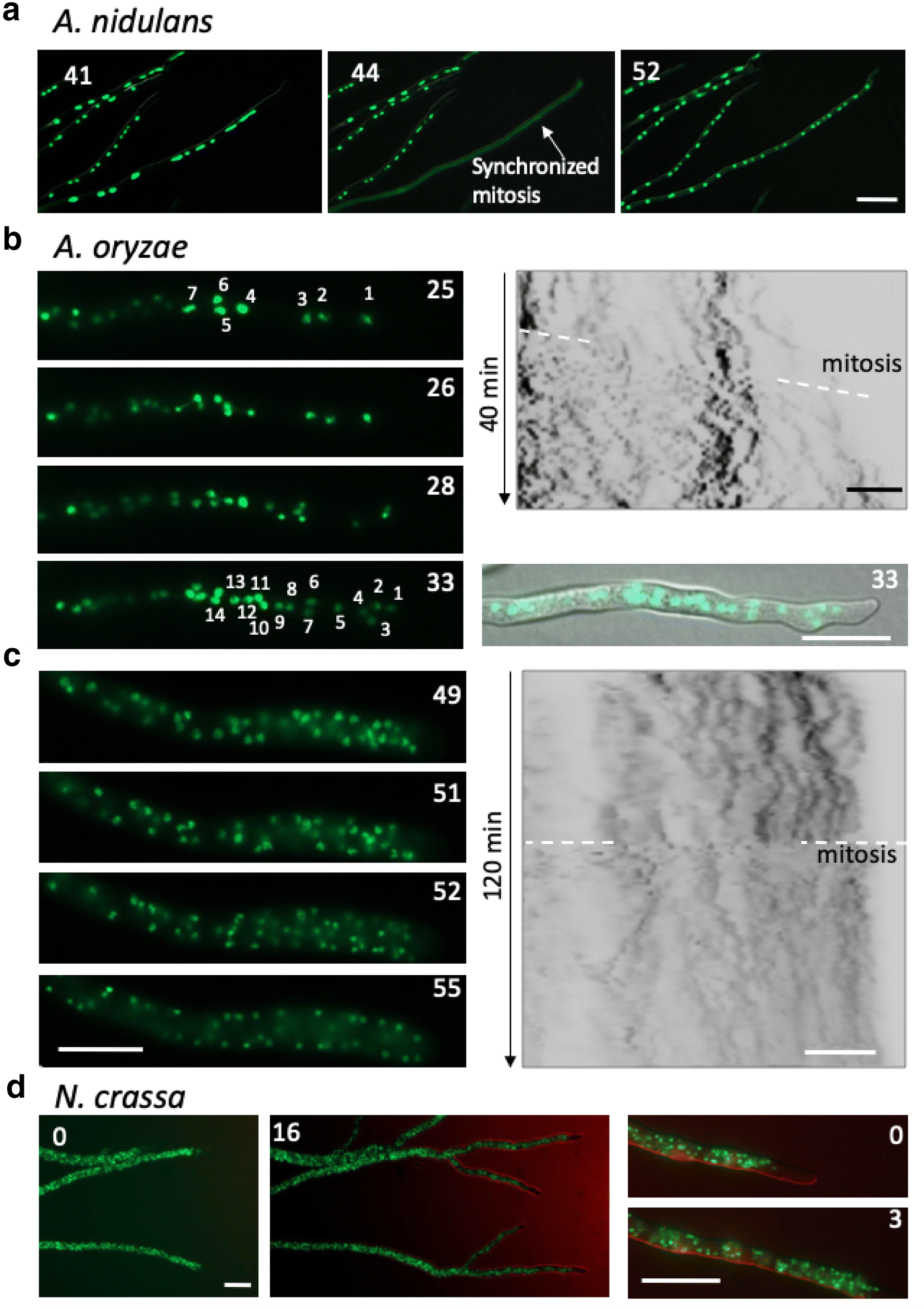 Fig. 7