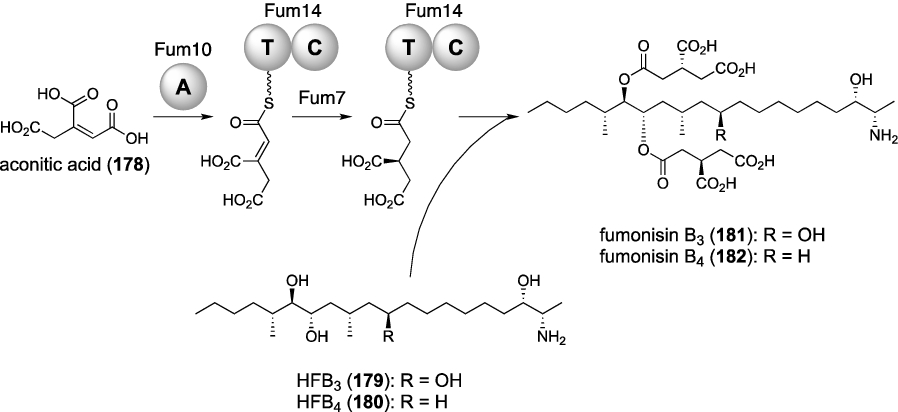 Fig. 21