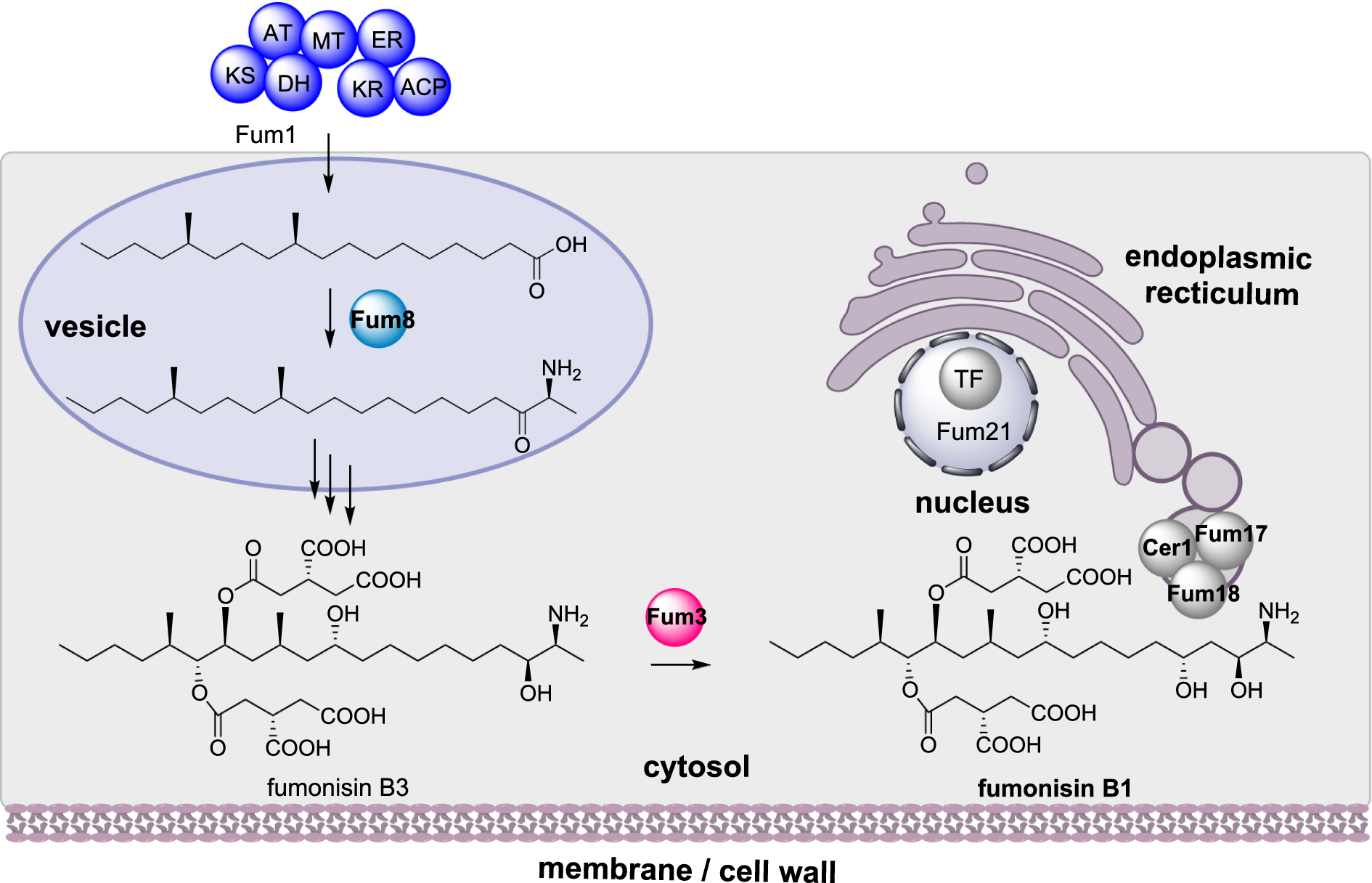 Scheme 7