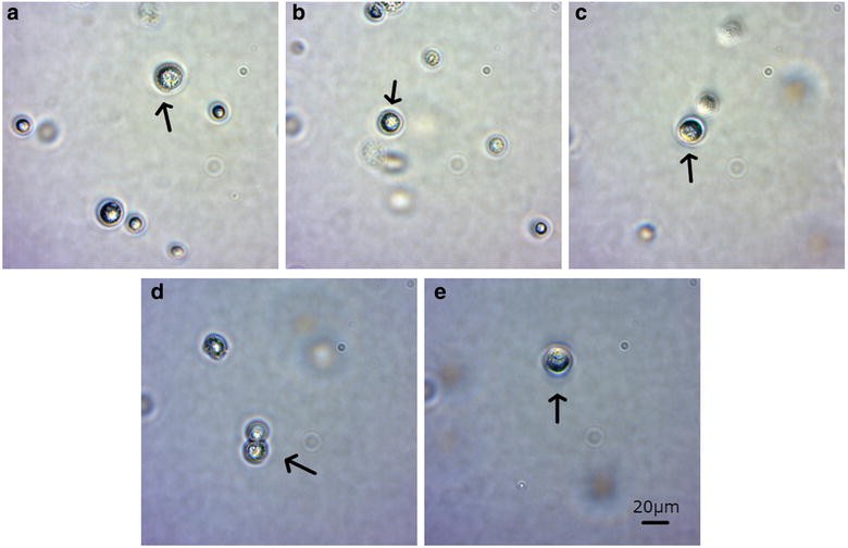 Fig. 8