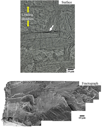 Fig. 8